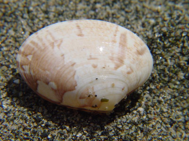 Paphia aurea